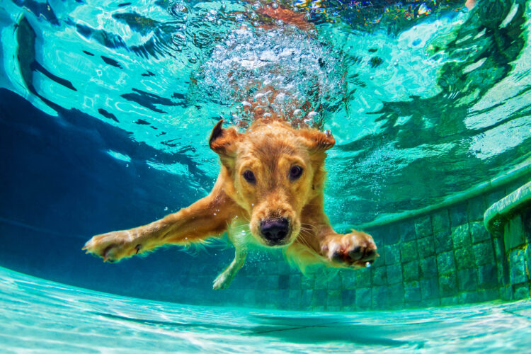 Oglebay Celebrates Annual Paws in the Park, Drool at the Pool on Saturday